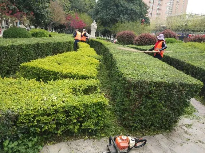 临湘城市绿化带植物叫什么