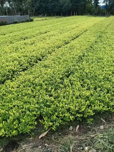 做路桥绿化工程的男人